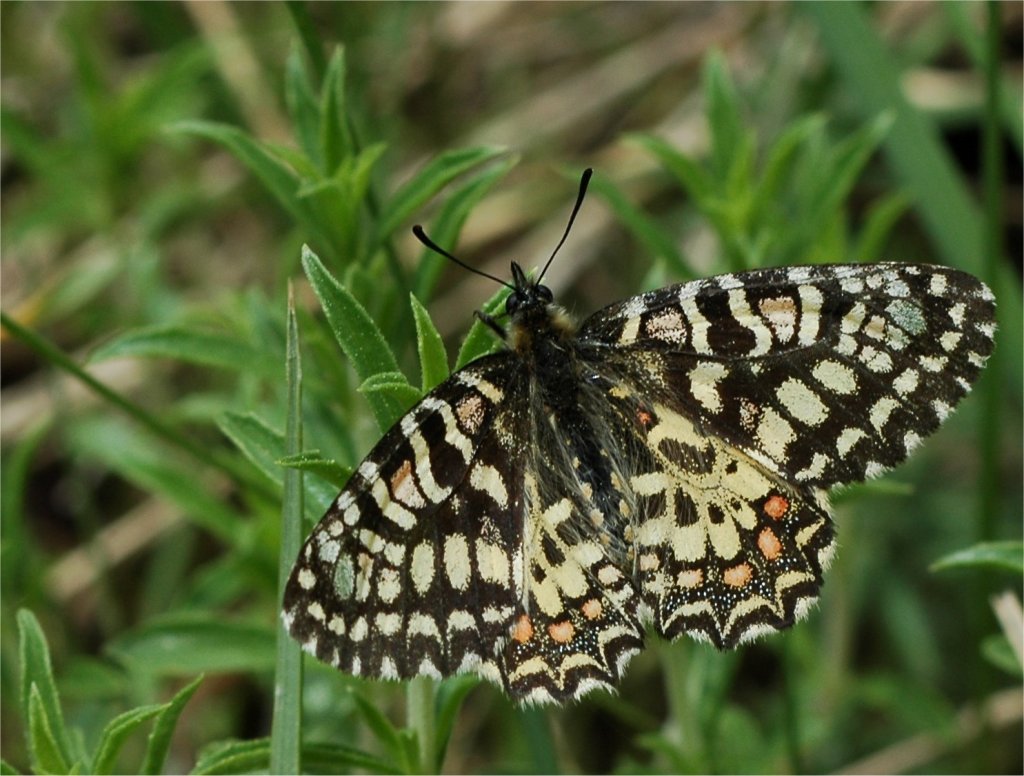 Zerynthia rumina